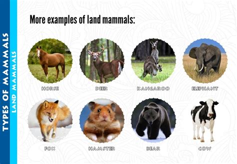 More Examples Of Land Mammals