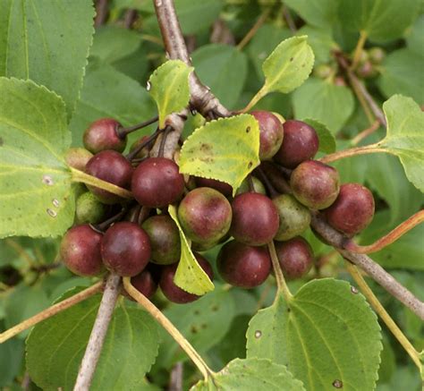 Purple Berries A Season By A River