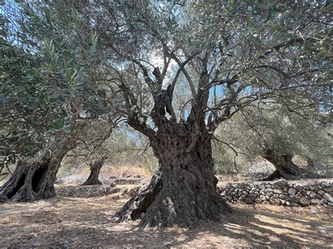 Oldest Olive Trees In Kawkaba