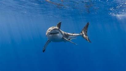 Shark Wallpapers Underwater 5k 4k Resolution Fish