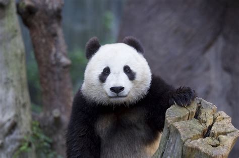 Animals Panda Wallpapers Hd Desktop And Mobile Backgrounds