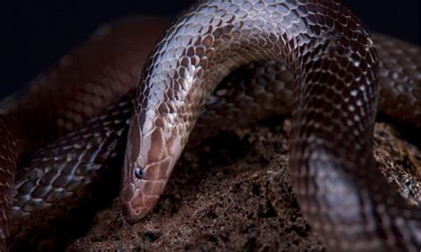 10 Snakes That Burrow Underground Az Animals