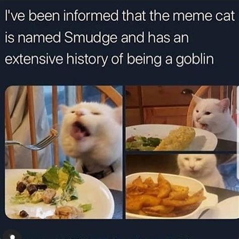Hey Look Its Smudge The Cat Rmemes