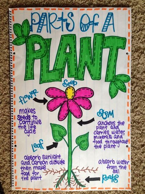 Parts Of A Plant Anchor Chart Things I Have Made Pinterest