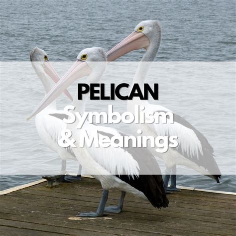 Pelican Symbolism Meanings And History Symbol Genie