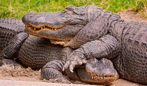 Two Cute Alligators Flickr Photo Sharing