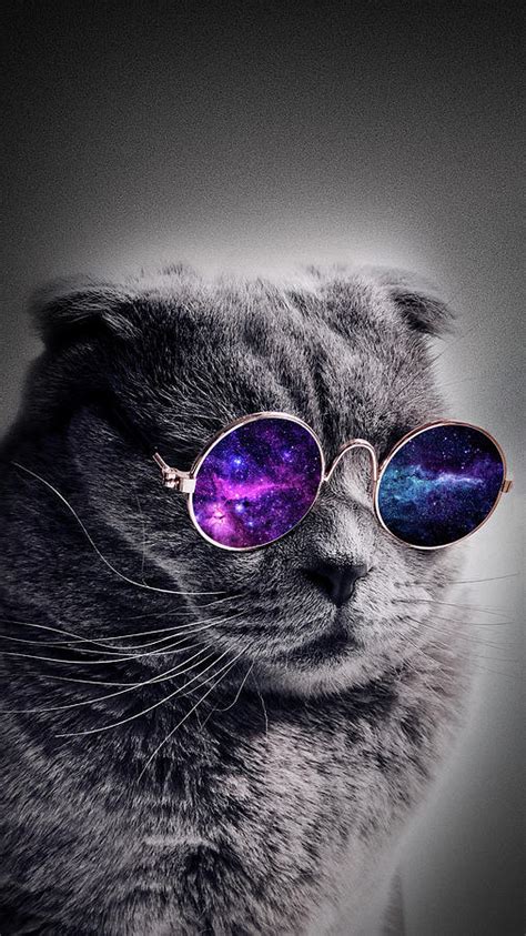 Cat Wearing Sunglasses Photograph By M Sobalvarro