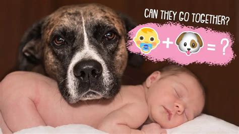 Dogs And Babies Is It Safe To Have Dogs Around Babies