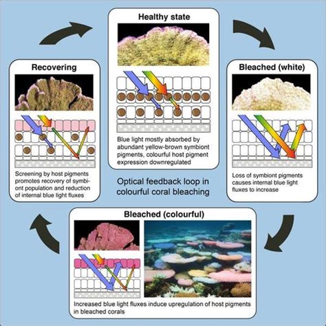 Dying Coral Reefs Turn Vibrant Neon Colors In Apparent Last Ditch