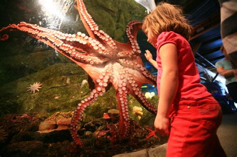 Why Scheduling Octopus Sex For Human Viewing Might Always Be A Bad Idea Atlas Obscura