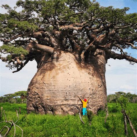 Baobab The Tree Of Life U Paragenetics