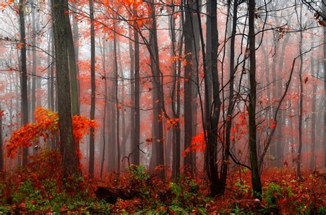 Misty Autumn Forest Hd Wallpaper Hintergrund 2048x1356 Id701108