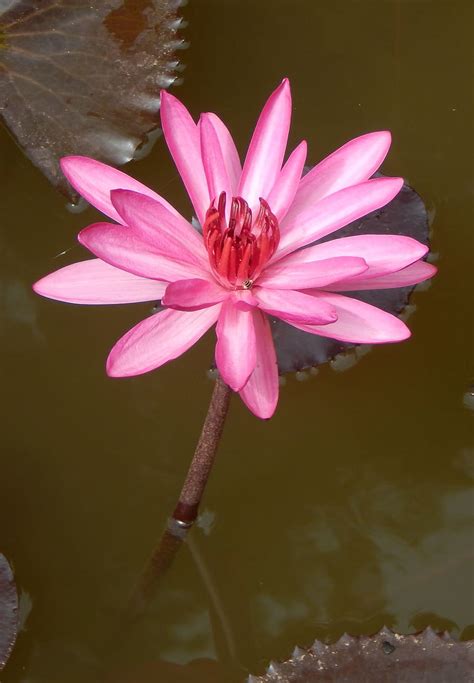 Lily Water Lily Waterlily Red Water Lily Lal Shapla Lal Kamal