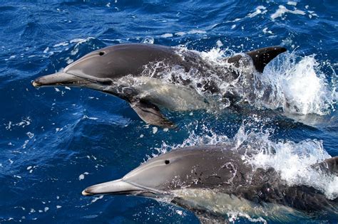 Fantastica Animal Common Dolphin The Attractive Animal