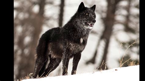 The Alarm Barking Of An Alpha Male Wolf In Yellowstone Youtube