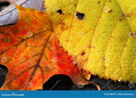 Autumn Leaves Macro Stock Photo Image Of Outside Droplet 3478070