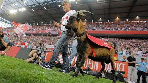 Liefert gleich doppelten grund zur freude bei den domstädtern. Emotionen gegen Dortmund - Hennes IX. verliert Debüt ...