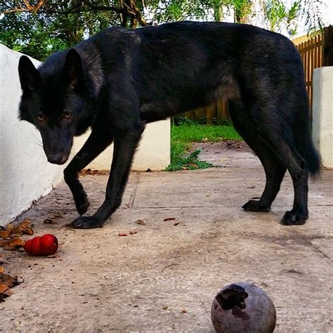 Black Wolf Dog Hybrid Puppies