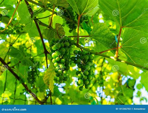 Ripening Green Grapes Hanging On The Branches Of Grapes Stock Photo