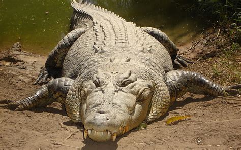 1080p Free Download Resting Varano Zoo Varano Lying Crocodile