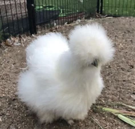 All About Silkie Chickens