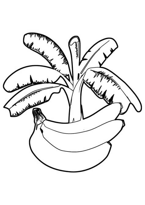 dibujos de plátano para colorear e imprimir coloringonly