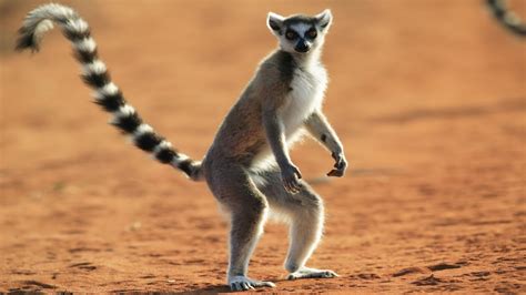 World Rings Madagascar Standing Lemur Ringtailed Lemurs