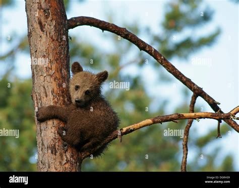 Young Brown Bear Ursus Arctos Cub Sitting On A Tree Karelia