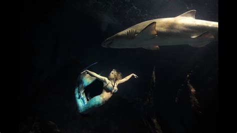 Mermaid Melissa Swimming With Sharks Youtube