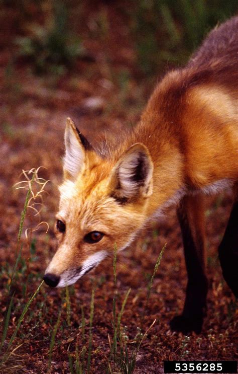 Red Fox Vulpes Vulpes