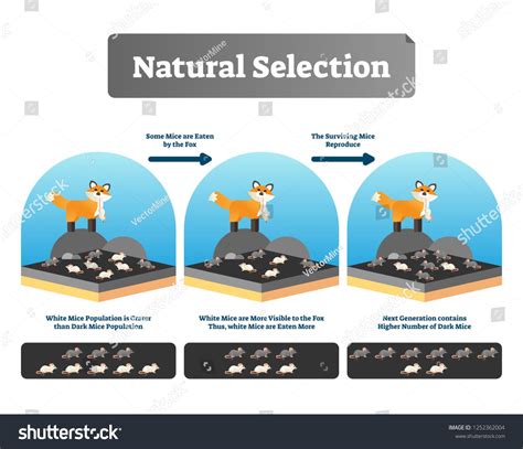 Natural Selection Vector Illustration Explained Scheme With Life