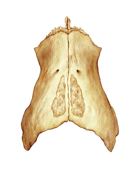 Nasal Bone Photograph By Asklepios Medical Atlas Porn Sex Picture
