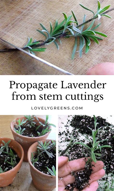 Plants For Free How To Propagate Lavender From Cuttings Lovely