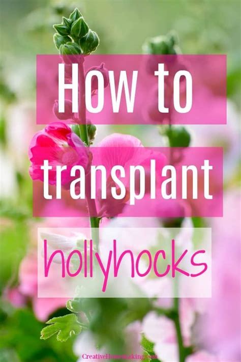 How To Transplant Hollyhocks Growing Hollyhocks