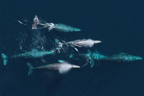 Gray Whales The Migration North