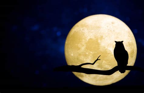 Night Owl Stock Photos Pictures And Royalty Free Images Istock