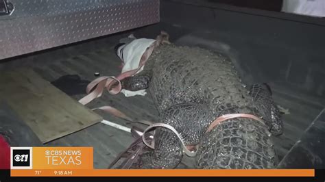 1200 Pound Gator Wrangled In Texas Neighborhood Youtube