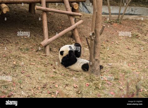 China Sichuan Chengdu Panda Base Stock Photo Alamy