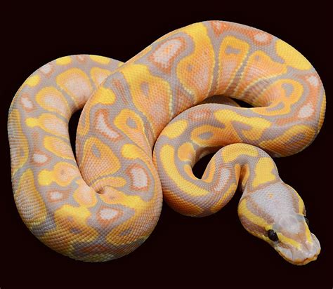 Beautiful Morph Ball Python Pet Ball Python Morphs Python Snake