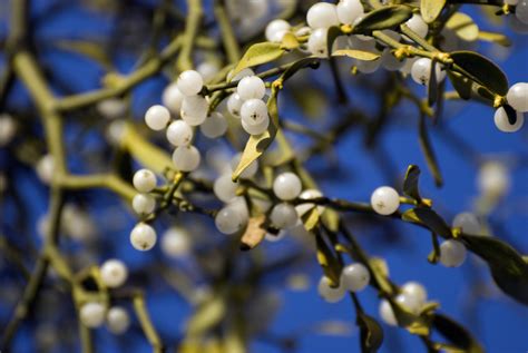 The best place to find mistletoe will be in your local florist. A folktale about Mistletoe | Scottish Wildlife Trust