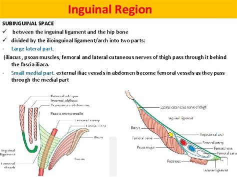 Module Lecture Inguinal Region Of Anterior Abdominal Wall My Xxx Hot Girl