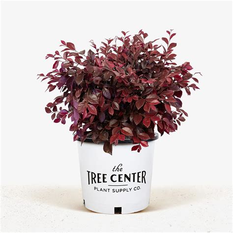 Crimson Fire Loropetalum For Sale Online The Tree Center