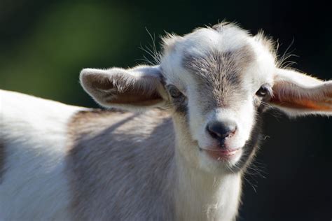 Watch How These Rescued Farm Animal React To Meeting A New Baby Goat