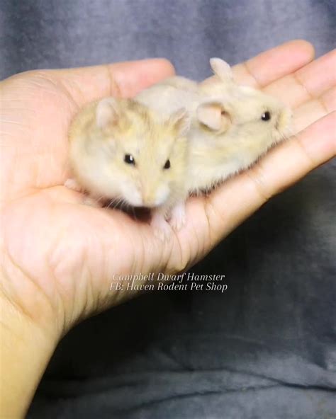 Campbell Dwarf Hamster สีสวยๆ หน้าตาน่ารัก หัวใจยังว่างอยู่สองตัว สี Be