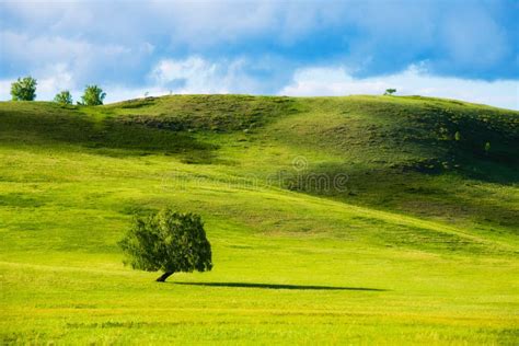 Green Tree On The Hills With Fresh Green Grass Stock Image Image Of