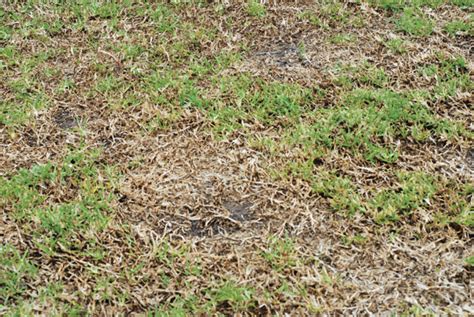 Take All Patch Creeping Up In Louisiana Lawns Eunice News