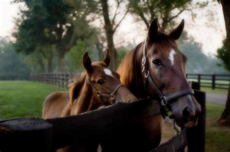 Horse Farm Tours Of The Kentucky Bluegrass Thoroughbred Heritage