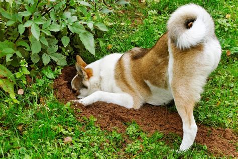 Why Dogs Burying Bones In Yard Tailored Pet Services Llc