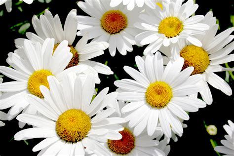 We did not find results for: Popular white blooms - Flower Press