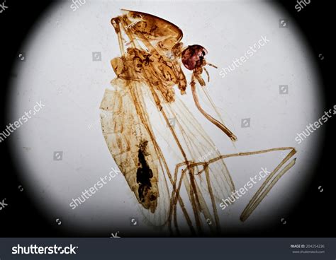 Female Mosquito Microscopy Magnification 40x Stock Photo 204254236